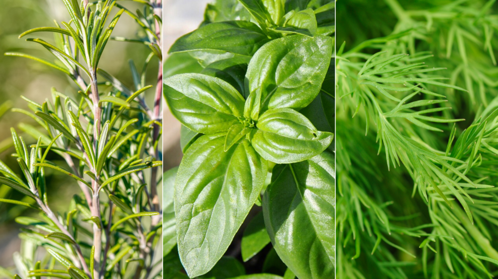 3 Herbs to Grow Outdoors Mississippi State University Extension